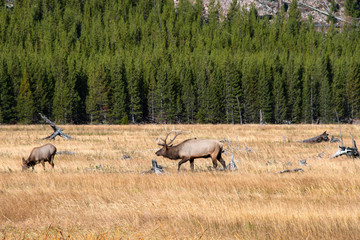 Elk in Yellowstone National Park