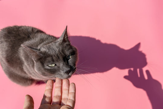 Hand of woman petting Russian Blue cat