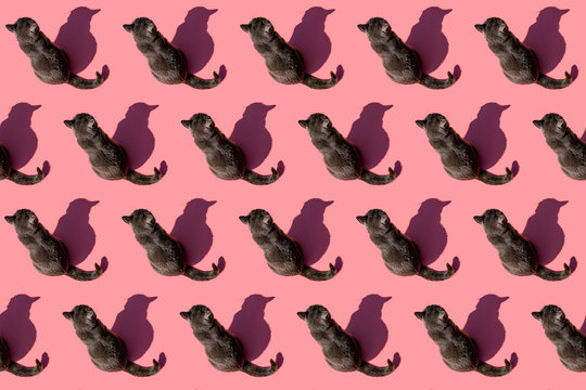 Pattern of Russian Blue cat sitting against pink background