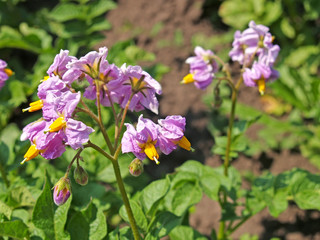 Fototapeta na wymiar Pink potato flowers (Solanum tuberosum L.)