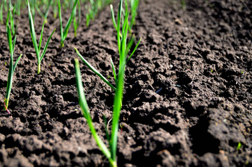 young shoots of garlic on the bed in the ground spring new harvest season gardeners