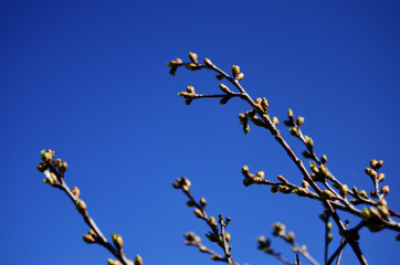 buds on a branch of cherries bloom in spring against the blue sky