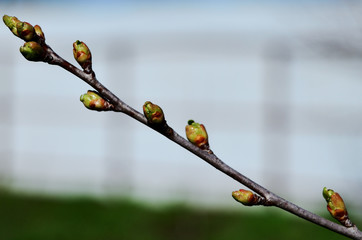kidneys on a branch of cherry close-up bloom in spring