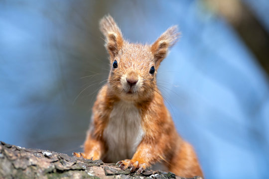 UK, Scotland, Portrait of red squirrel?(Sciurus?vulgaris)?sitting on tree branch