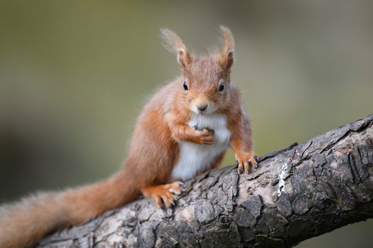 UK, Scotland, Portrait of red squirrel (Sciurus vulgaris) standing on tree branch with nut in paw