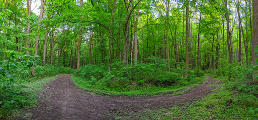 Green spring forest panorama
