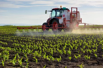 Fototapeten Traktor, der jungen Mais mit Pestiziden besprüht © marritch