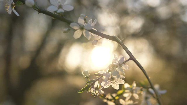 flowers on a branch blooming white apple tree at sunset sways in the wind