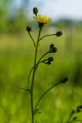 Obraz premium gelbe Blume