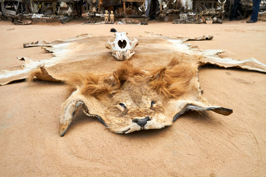 Togo, Lome, Lion hide lying on sand