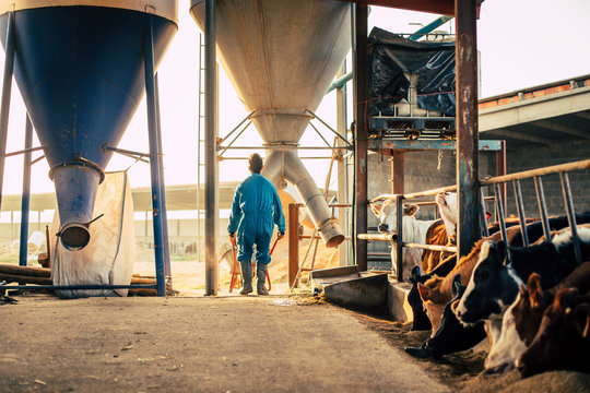 Young farmer wearing blue overall unloading feed from a silo into wheelbarrow