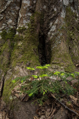 
exploration of spring nature after covid19