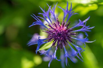 lila blüte