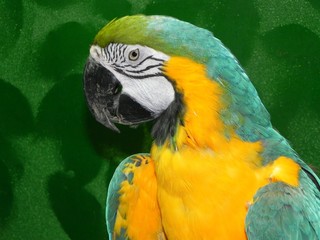 Birds.Portrait in profile of a blue-green macaw parrot on a green background.