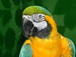 Close-up portrait of a yellow-green macaw parrot.
