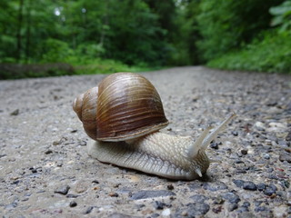 snail in the forest creeps across the road