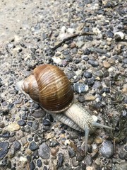 snail in the forest creeps across the road