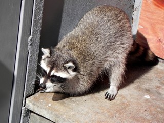 A slender raccoon is looking for food.