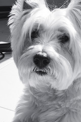 West highland white terrier