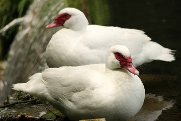 A pair of gooses relaxing by the pond.