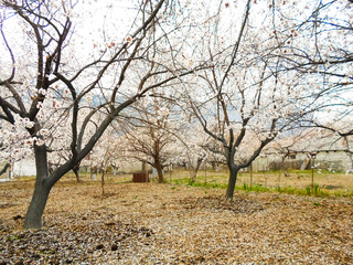 Pink apricot tree blossom in a city park on a spring day. Beautiful nature background.