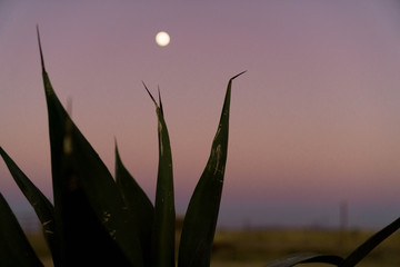 Full Moon Agave Mood