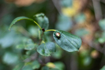 Bug on a leaf