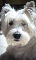 west highland white terrier