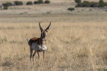 Pronghorn Antelope Buck in the Utah Desert