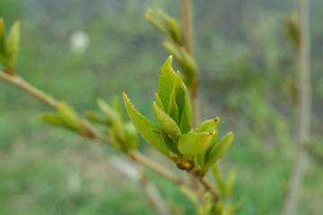 bud of a tree