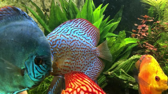 Das soziale Verhalten von Diskusfischen im Aquarium.