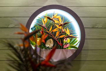 An orange and yellow bright Strelitzia Reginae, paradise bird flower and plants in a round circle with lights. A trend in home decoration, plant and green wall inspiration