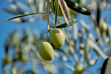 Various olive fruits