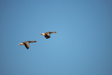 Beautiful flying Greylag goose (Anser Anser) © Marcin