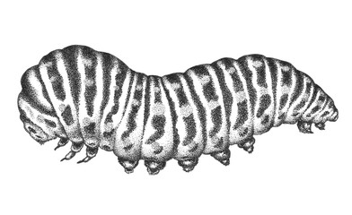 Ink Insect Papilio Machaon Caterpillar 