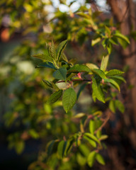 Obraz premium green tree leaves on a blurred background