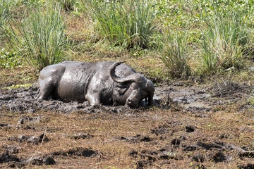 Fototapeta premium Buffalo mud bathing