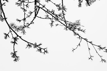 Flower on the tree background close up