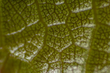 macro photo of green leaf