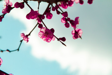 Apricot blossom Peach Blossom flowering pink flowers under sky close up