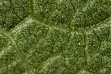 close up of green leaf