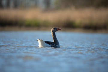 Beautiful Greylag goose (Anser Anser) © Marcin