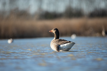 Beautiful Greylag goose (Anser Anser) © Marcin