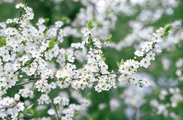 Spring photo. Green foliage and white flowers on the tree.