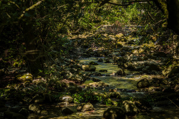 Ljuta river in Konavle, the rural area south of Dubrovnik, Croatia. The ljuta river contains cold, very clean, clear water. Beautiful surroundings with trees, greenery and rounded rocks 