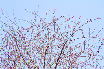 Apricot blossom Peach Blossom flowering pink flowers under sky close up