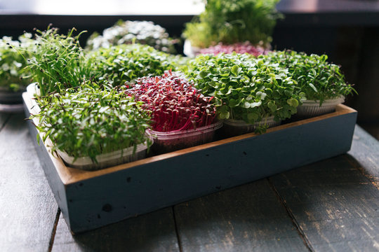 Box with microgreens on wooden table