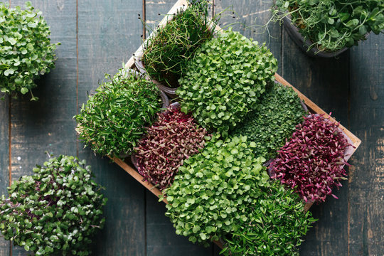 Box with microgreens on wooden table