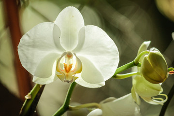 Naklejka na ściany i meble White orchid flower close up.