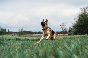 The German shepherd is preparing to jump. Dog at the start. The dog is going to jump. The dog is sitting in a clear green field.
